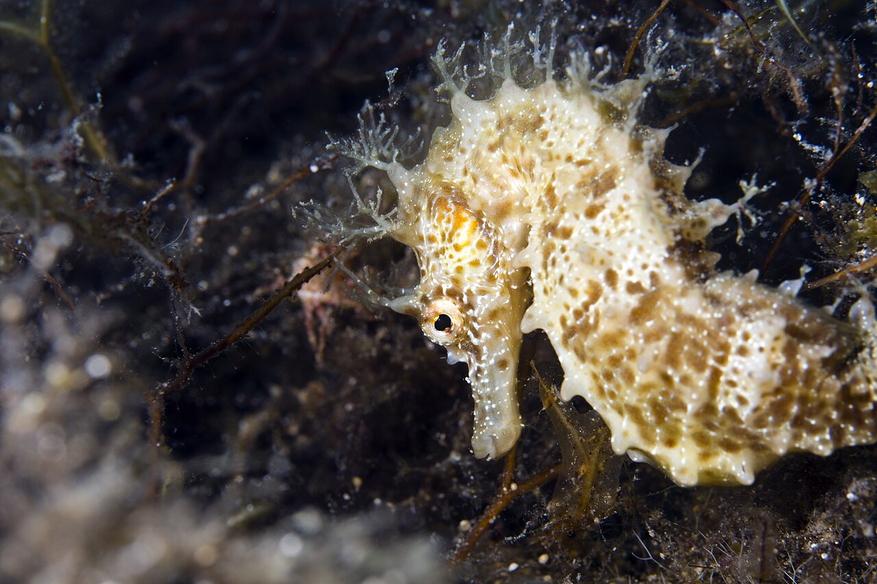Hippocampe moucheté (photo : prilfish · CC BY 2.0)