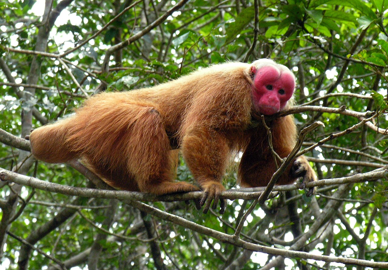 Ouakari chauve (photo : Evgenia Kononova, upload on en:wiki by user Ipaat on en.wikipedia · Public domain)