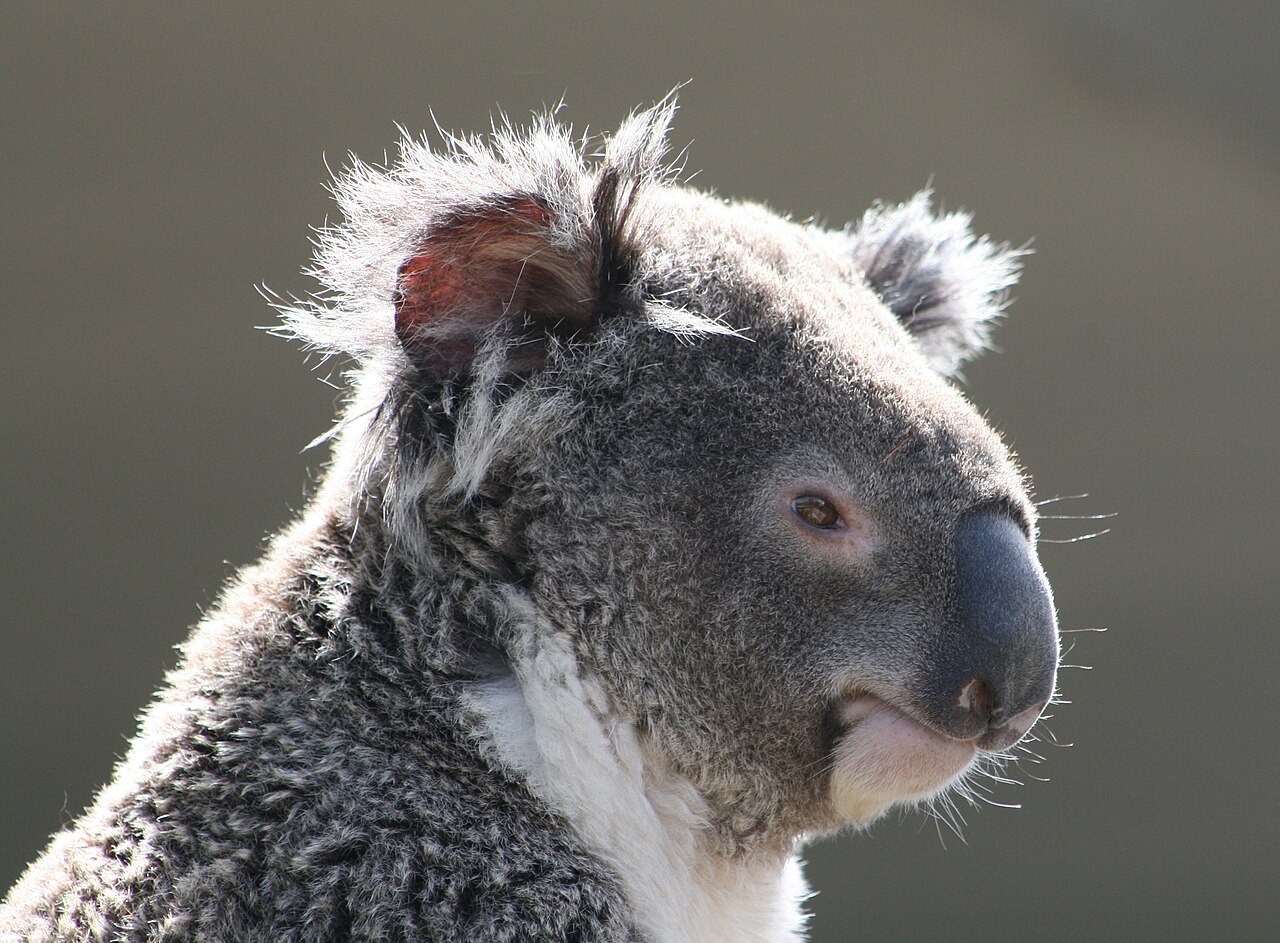 Koala (photo : Diego Delso · CC BY 3.0)